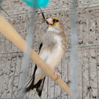 سهره نر جوجه امسال