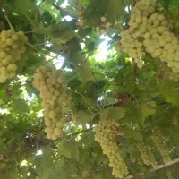 باغ باغچه/1000متر/شهر فاروق|فروش زمین و ملک کلنگی|شیراز, کوی فرهنگیان|دیوار