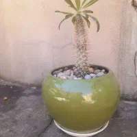 فروش یک گل بسیار زیبا