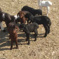 بره شیری بره بره علف خور میش