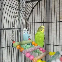 مرغ عشق جفت|پرنده|مشهد, منزل آباد|دیوار