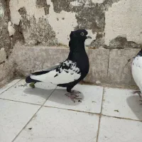 سینه سیاه نر