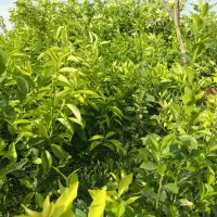 فروش نهال مرکبات و تخم لیمو|خدمات باغبانی و درختکاری|جهرم, |دیوار