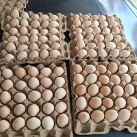 تخم مرغ محلی درجه یک تمیز خوش رنگ تقریبا ۱۱کیلو