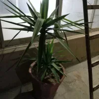 گلدان یوکا