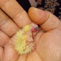 عروس هلندی گمشده|حیوانات|تویسرکان, |دیوار