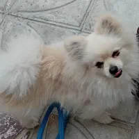 سگ پامریین روباهی