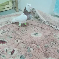 پرنده سالم دوری|پرنده|دزفول, |دیوار