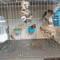 فنج زبرا|پرنده|صدرا-فارس, فاز ۱|دیوار