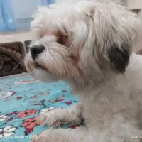 سگ ماده (برفی)