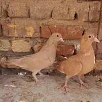 کفتر زرد و کلاغ کرمونی