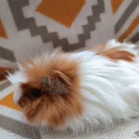 خوکچه هندی ماده همراه با قفس