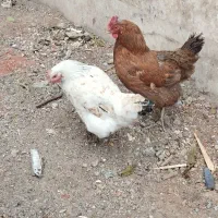 مرغ محلی تخم گذار