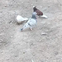 کفتر رنگی تهرانی  المانی قاطی