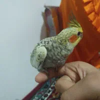 پرنده عروس ماده سرحال