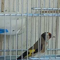 سهره نرشلاقی و شلوسفت|پرنده|برخوار, |دیوار