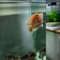 ماهی فلاور|ماهی|بجنورد, |دیوار