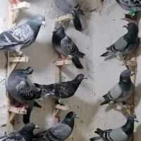 13 تا کفتر پرشی زدوخوردی غریبه