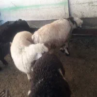 بره شیری تقریبا۴۰کیلو