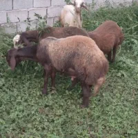 فروش ۴راس بره نرقزل افشار قلم درشت مخصوص تخمی
