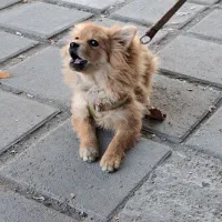 سگ پامر خرسی جنسیت نر|سگ|کرمانشاه, |دیوار