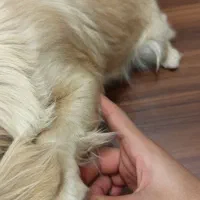 سگ خونگی پاه کوتاه|سگ|آشخانه, |دیوار