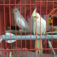 عروس هلندی مولد زیبا|پرنده|سقز, |دیوار