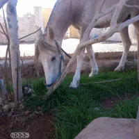 کره مادیون عرب اصیل