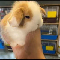 مینی خرگوش همه نژادها در مرکز اصلی.متن اگهی مهم