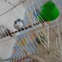 پرنده|پرنده|فردیس, شهرک شهید حسینی|دیوار