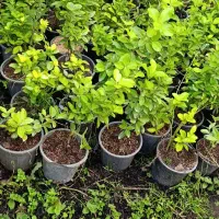 شمشاد طلایی|گل و گیاه طبیعی|خمام, |دیوار