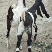 دوعددکولار بزغاله پاکستانی اصل گوش بلند تکه خورده|حیوانات مزرعه|ملکآباد, |دیوار