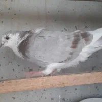 جوجه کبوتر و پرشی|پرنده|قم, زنبیل آباد|دیوار