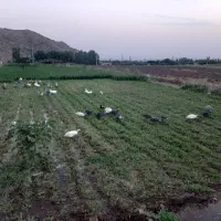 تخم مرغ محلی ، مرغ شاخدار جهت مصرف خوراکی