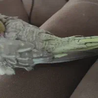 عروس هلندی گم شده