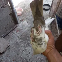 کبوتر دمبی|پرنده|شیراز, دروازه اصفهان|دیوار