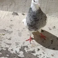 طوقی کلفه و سرور آتشی