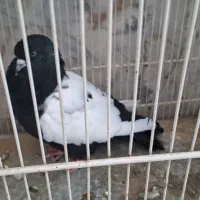 کبوتر کفتر سینه سیاه نر