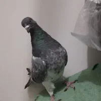 کبوتر گرفته