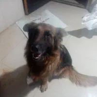 سگ شناسنامه دار ماده ۲ساله اجتماعی