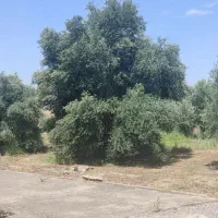 ویلا خونه باغ زیتون طارم.