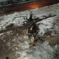 سگ تیز و باهوش