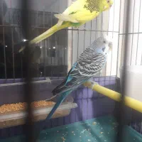 مرغ عشق مولد