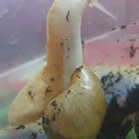 ۴ عدد حلزون نژاد دار