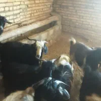 بزغاله|حیوانات مزرعه|تیکمه داش, |دیوار