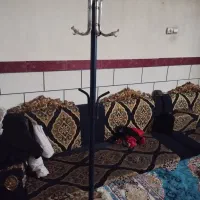 جالباسی ایستاده