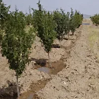 زمین درخت میوه|فروش زمین و ملک کلنگی|بهار, |دیوار