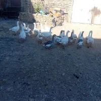 ۱۹ عددغاز جوان به شرط|حیوانات مزرعه|قزوین, |دیوار