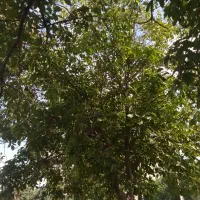 گردو تکان هستمماهر