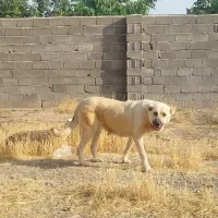 سگ ماده سرابی